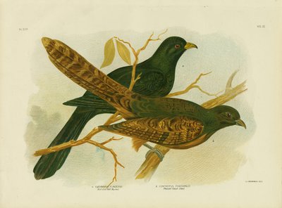 Pheasant Coucal by Gracius Broinowski